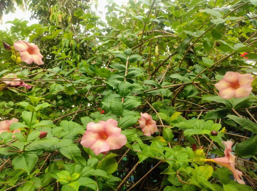 andreea bostanica nud