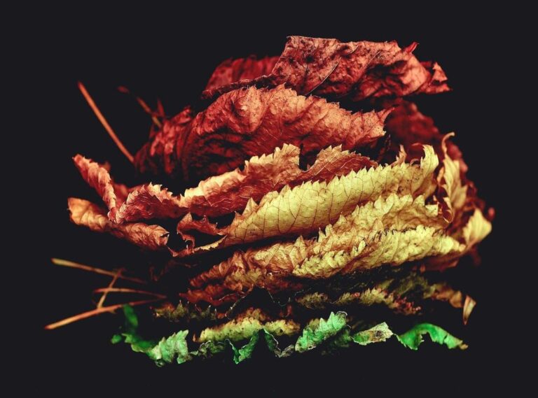 girl:dvj5tx85pjo= gyat