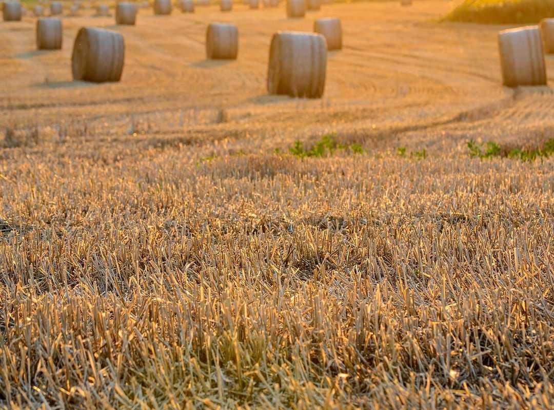 local farmers sourcing