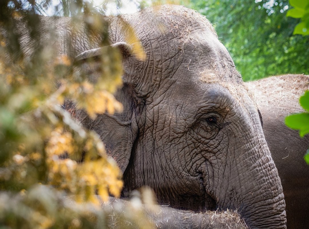 Celebrating the Gentle Giants of the Garden