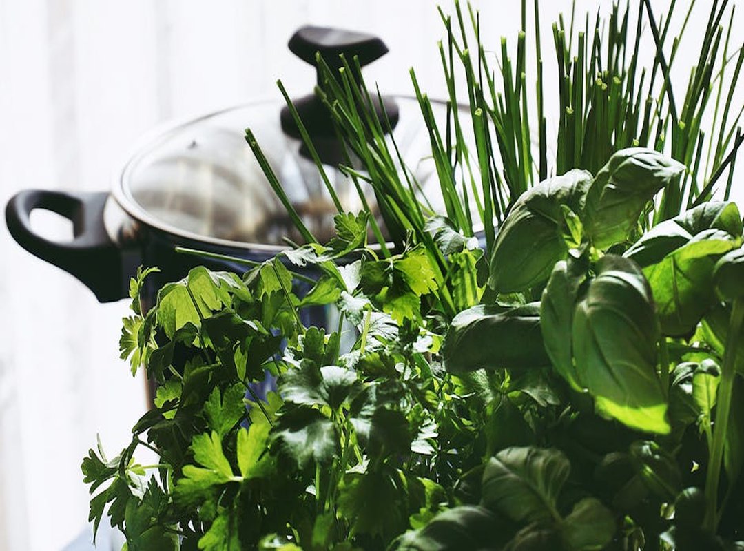 new herbs exploration