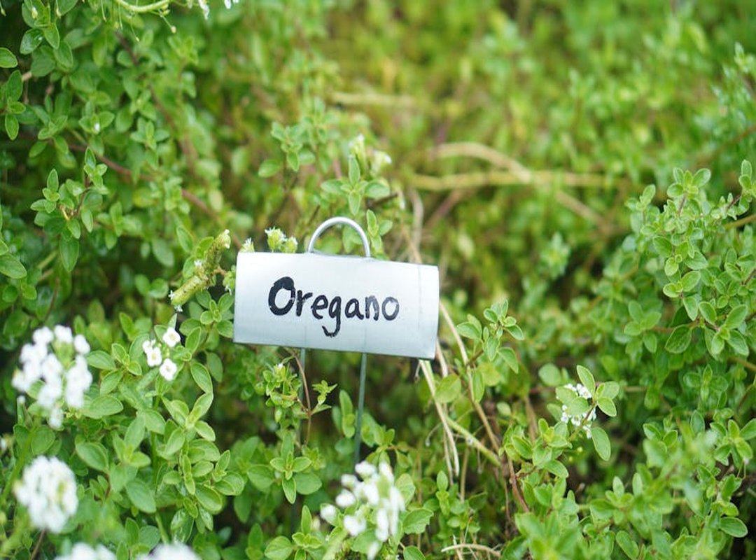 new herbs exploration