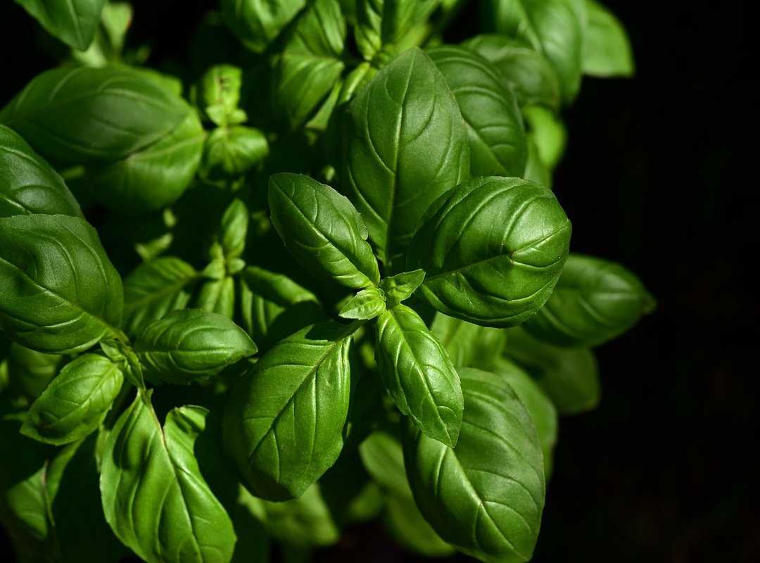 rare ingredients cooking